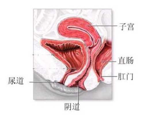国内供卵选性生男孩,三代试管婴儿技术的价格区别大吗也许有不同点